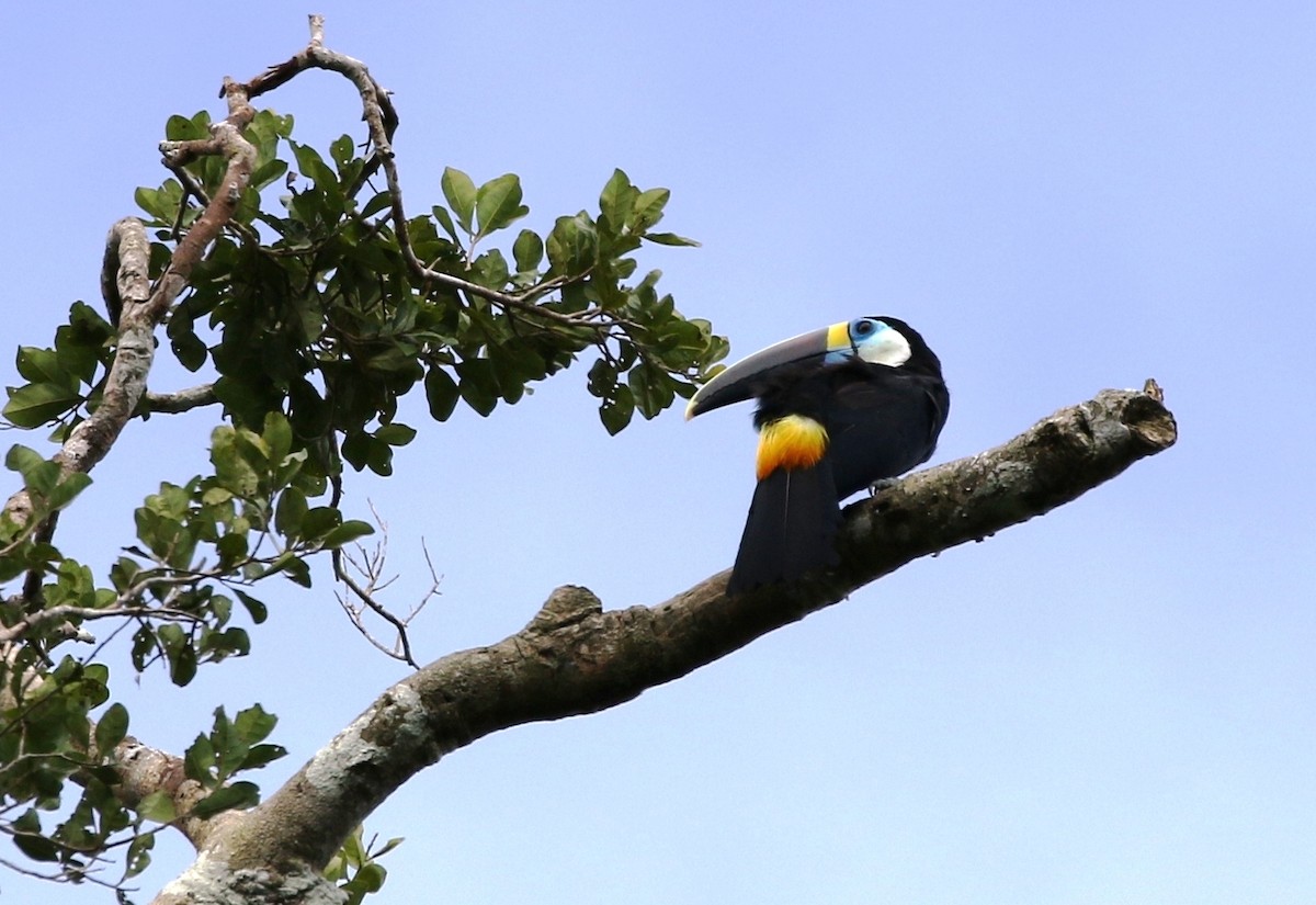 White-throated Toucan (Cuvier's) - Richard Greenhalgh