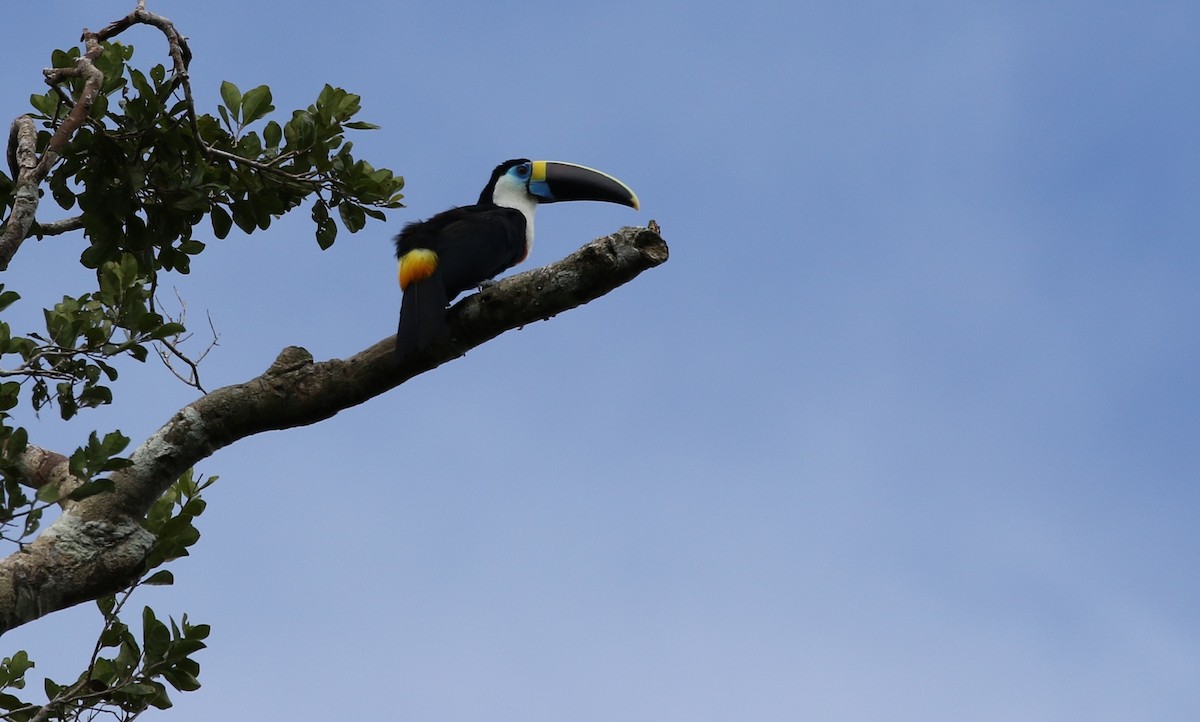 White-throated Toucan (Cuvier's) - Richard Greenhalgh