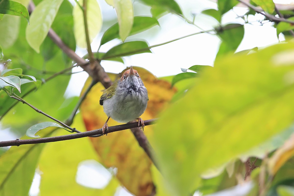 Dark-necked Tailorbird - Chun Fai LO