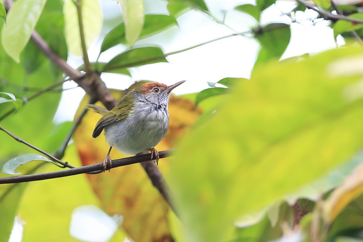 Dark-necked Tailorbird - ML205612181