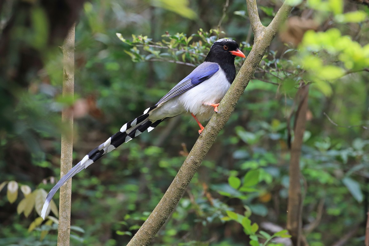 Red-billed Blue-Magpie - ML205612331