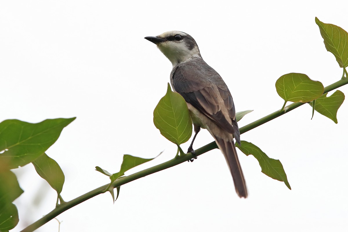 Brown-rumped Minivet - ML205612391