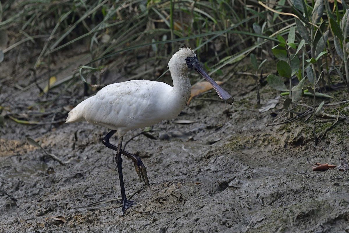 Black-faced Spoonbill - ML205612591