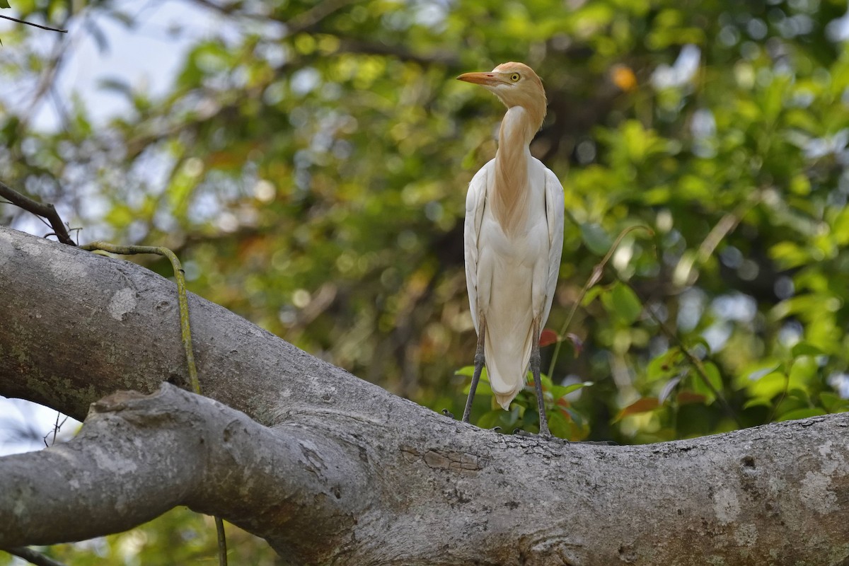 Eastern Cattle Egret - ML205612641