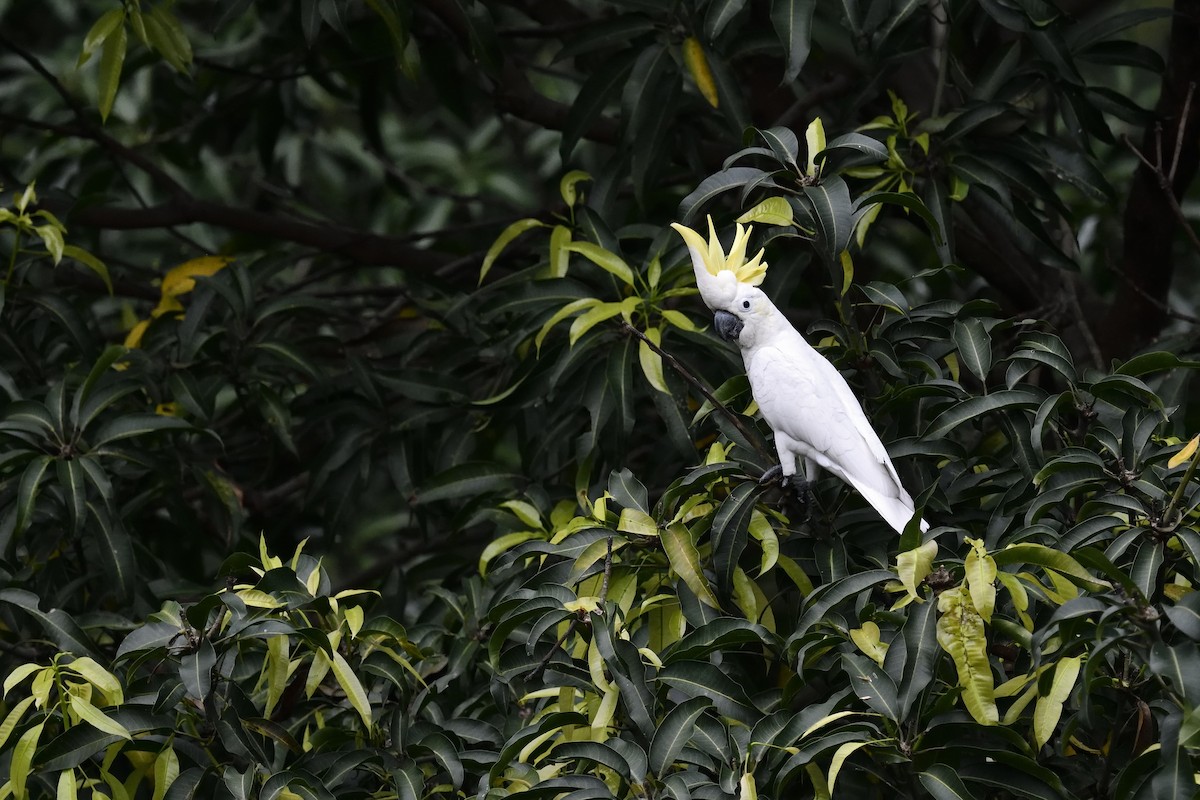 Yellow-crested Cockatoo - Chun Fai LO