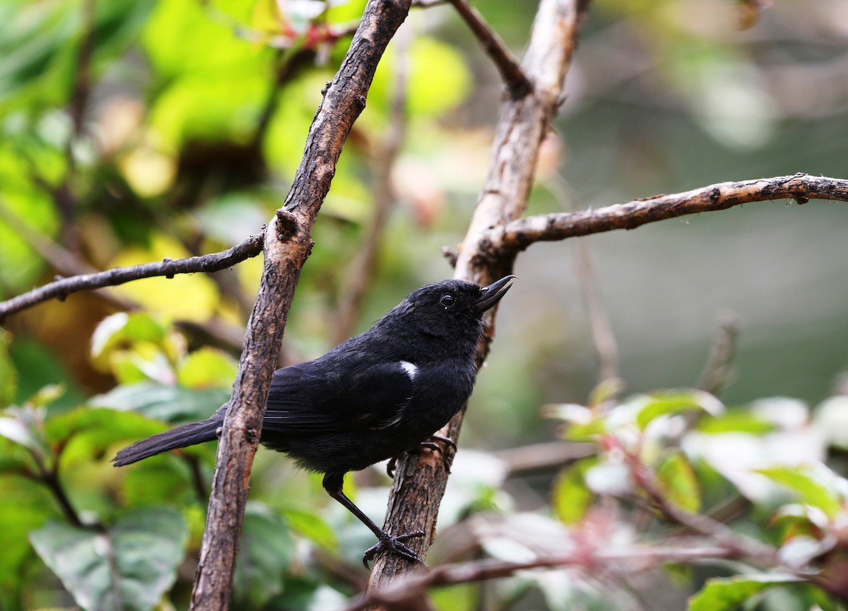 White-sided Flowerpiercer - ML205612931