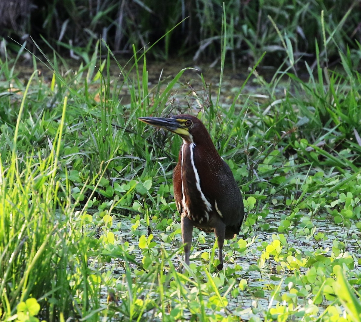 Rufescent Tiger-Heron - Richard Greenhalgh