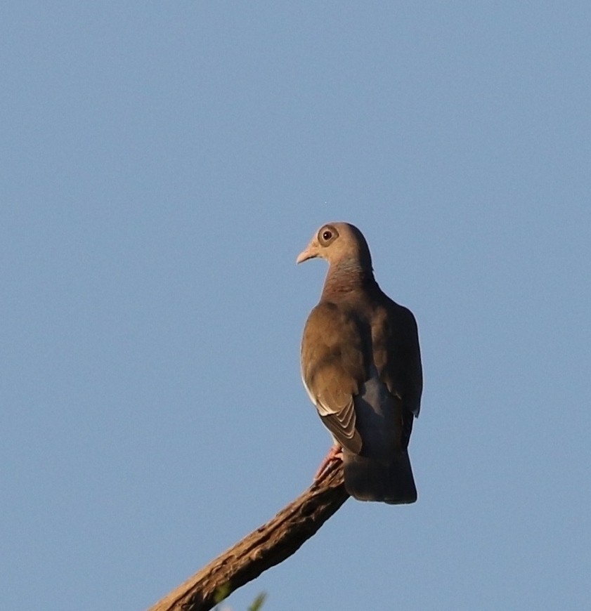 Bare-eyed Pigeon - Richard Greenhalgh