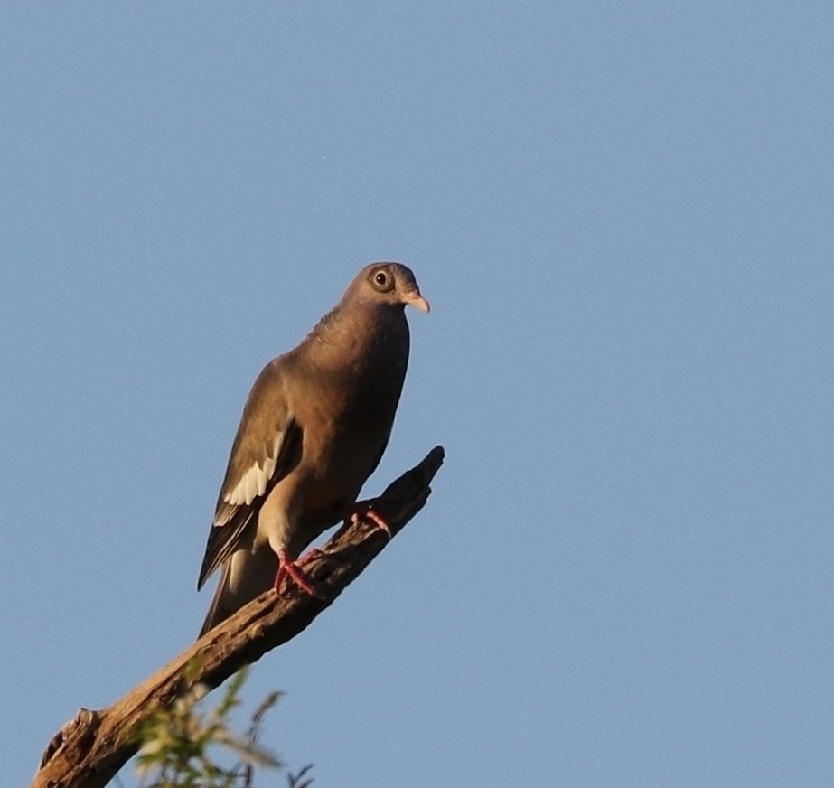 Bare-eyed Pigeon - ML205613371