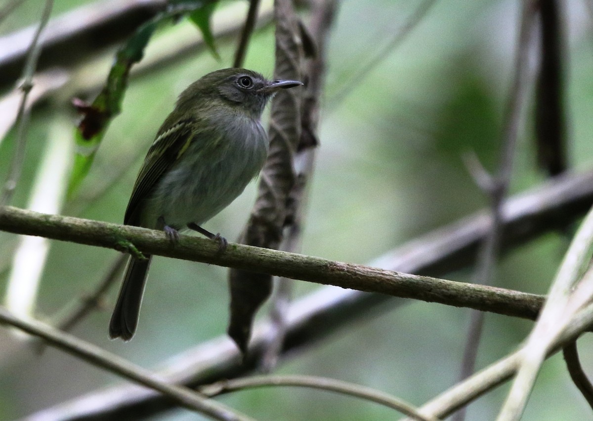 White-bellied Tody-Tyrant - Richard Greenhalgh