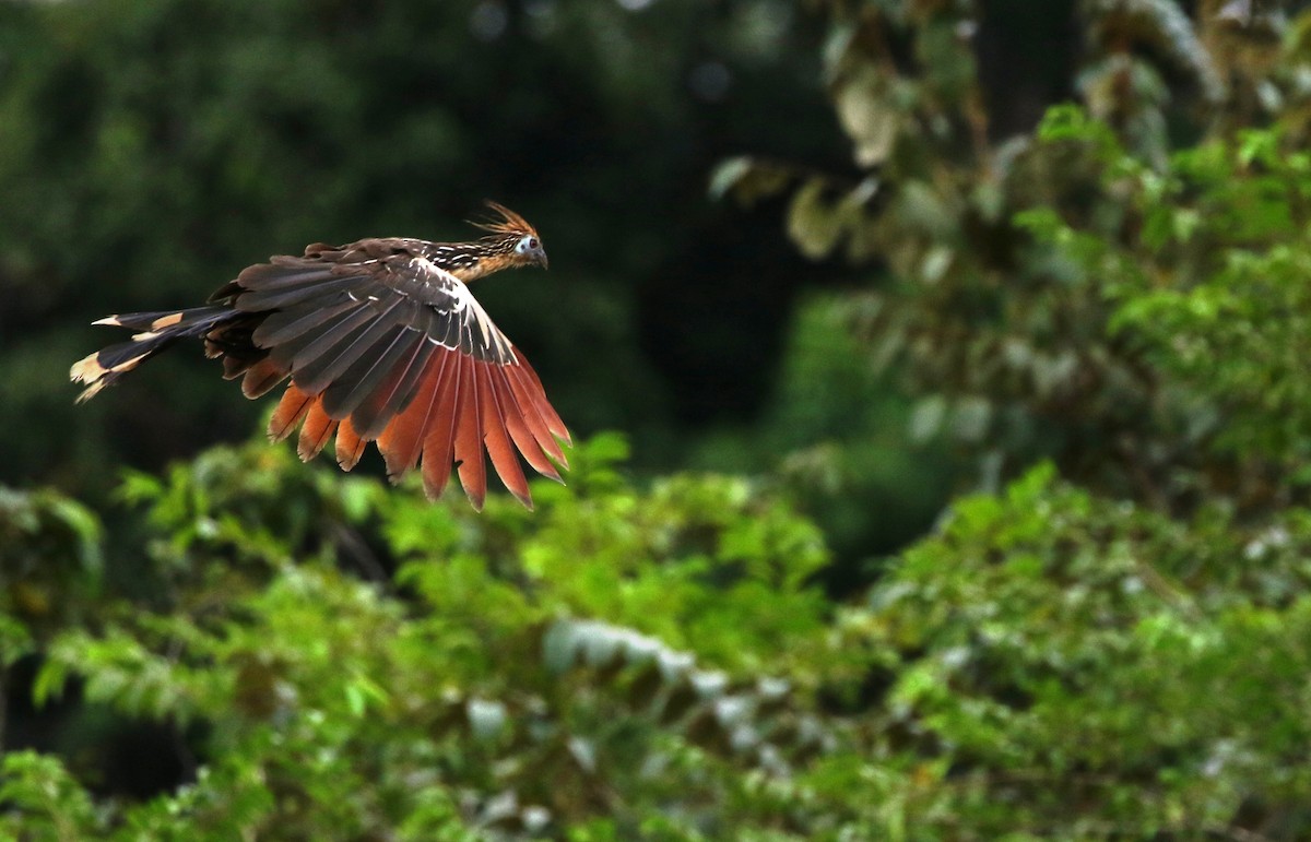 hoatzin - ML205614251