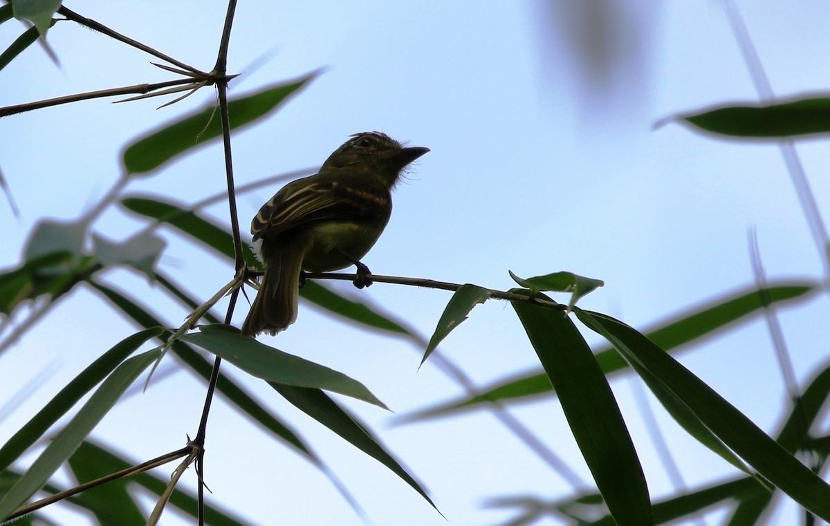 Large-headed Flatbill - ML205614461