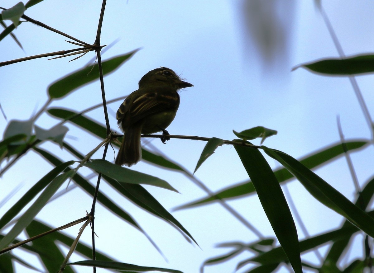 Large-headed Flatbill - Richard Greenhalgh