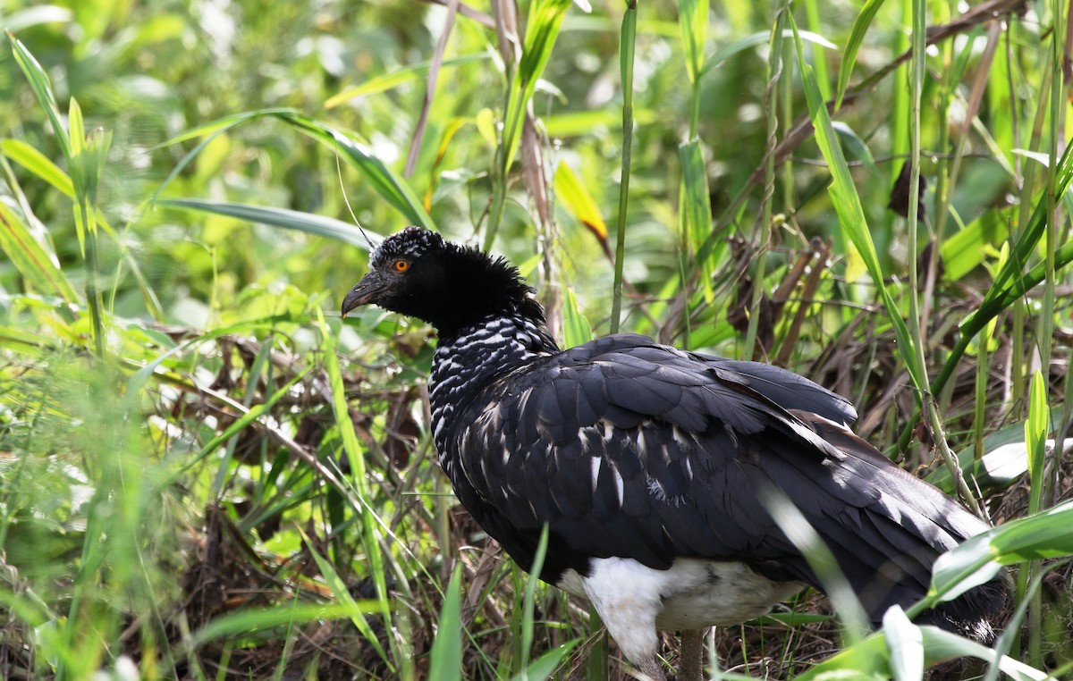 Horned Screamer - ML205614481