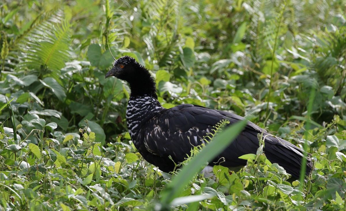 Horned Screamer - ML205614501