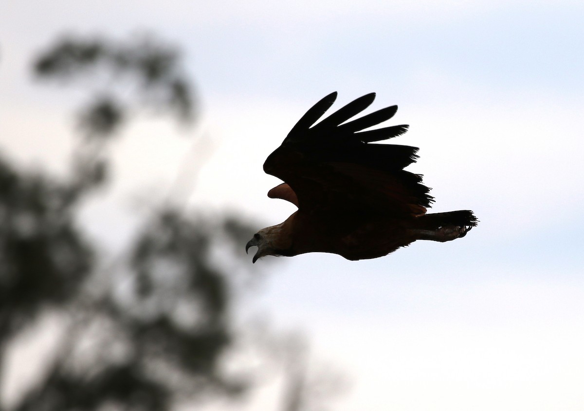 Black-collared Hawk - ML205614531