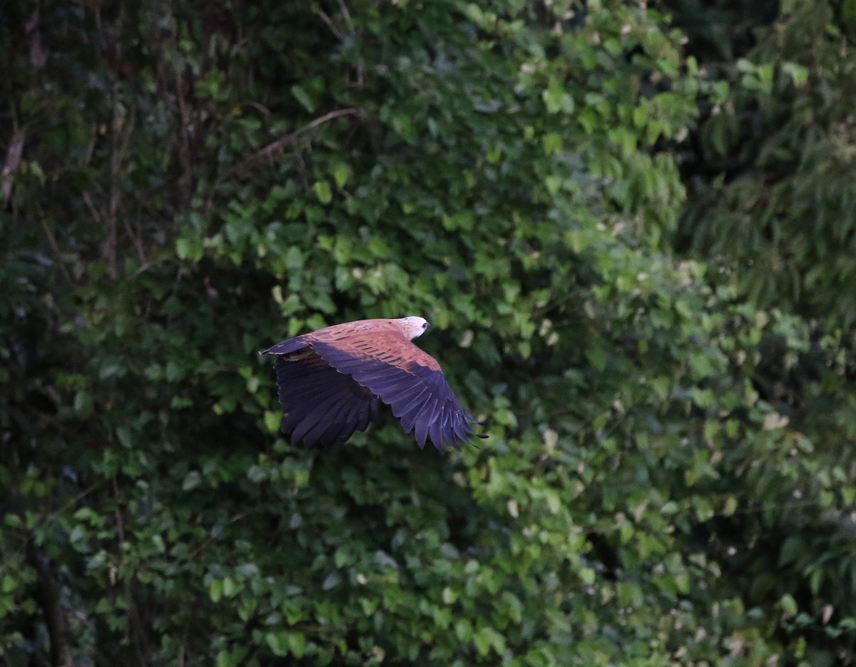 Black-collared Hawk - ML205614691