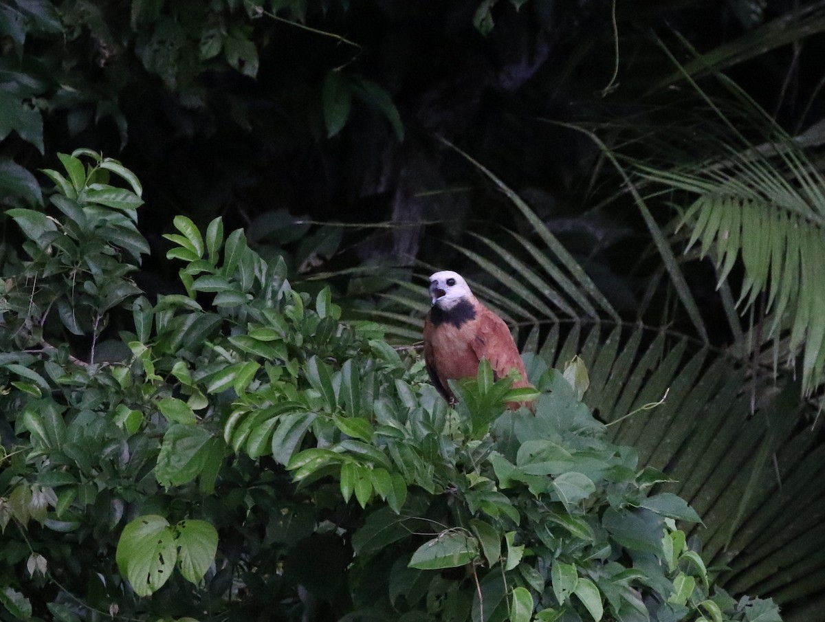 Black-collared Hawk - ML205614701