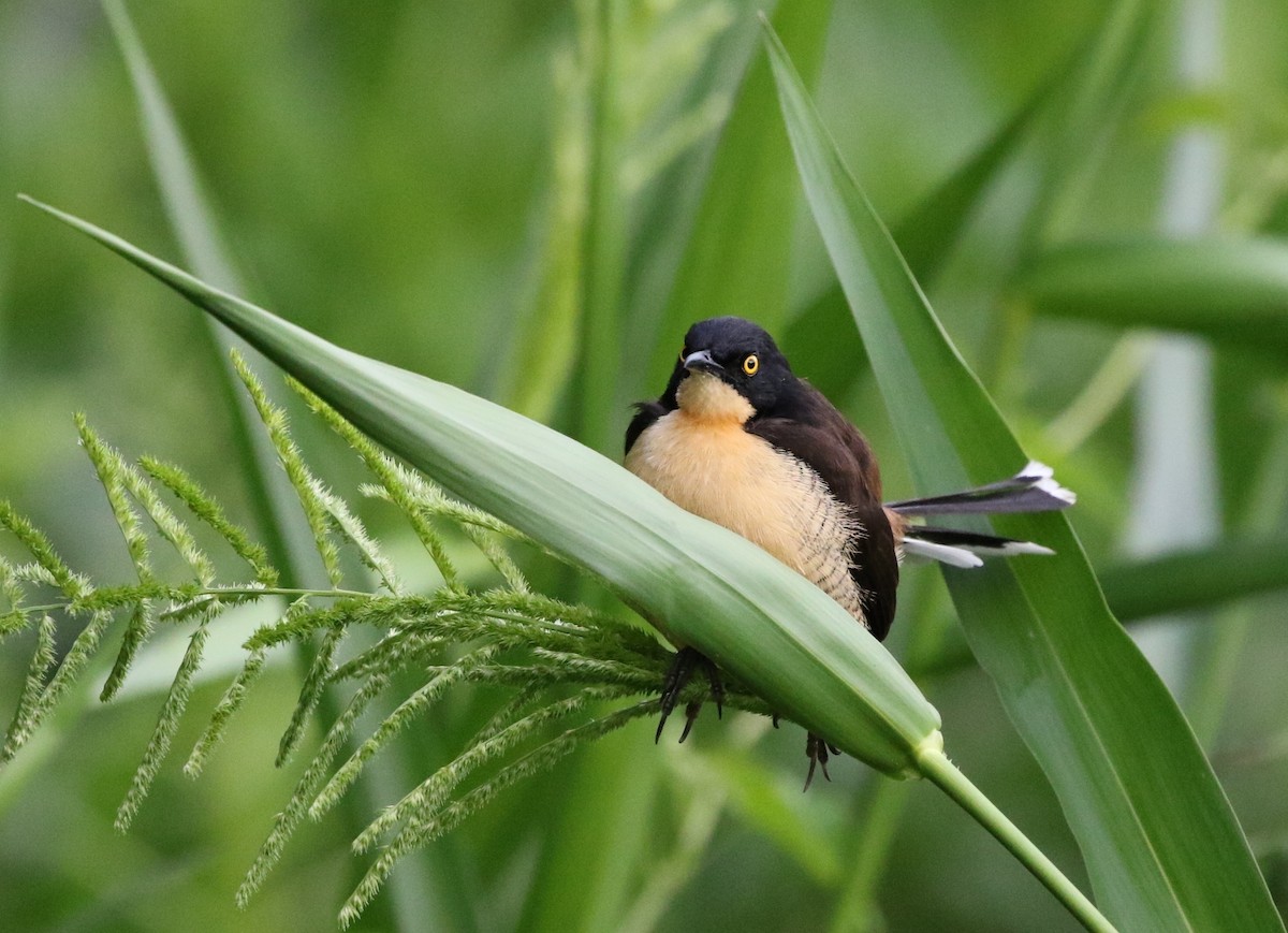 Black-capped Donacobius - Richard Greenhalgh