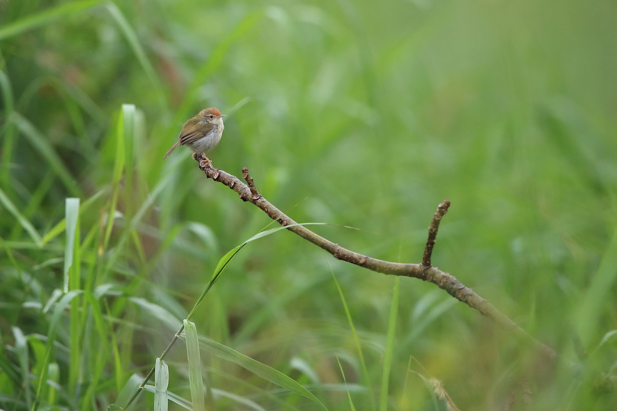 Common Tailorbird - ML205615041