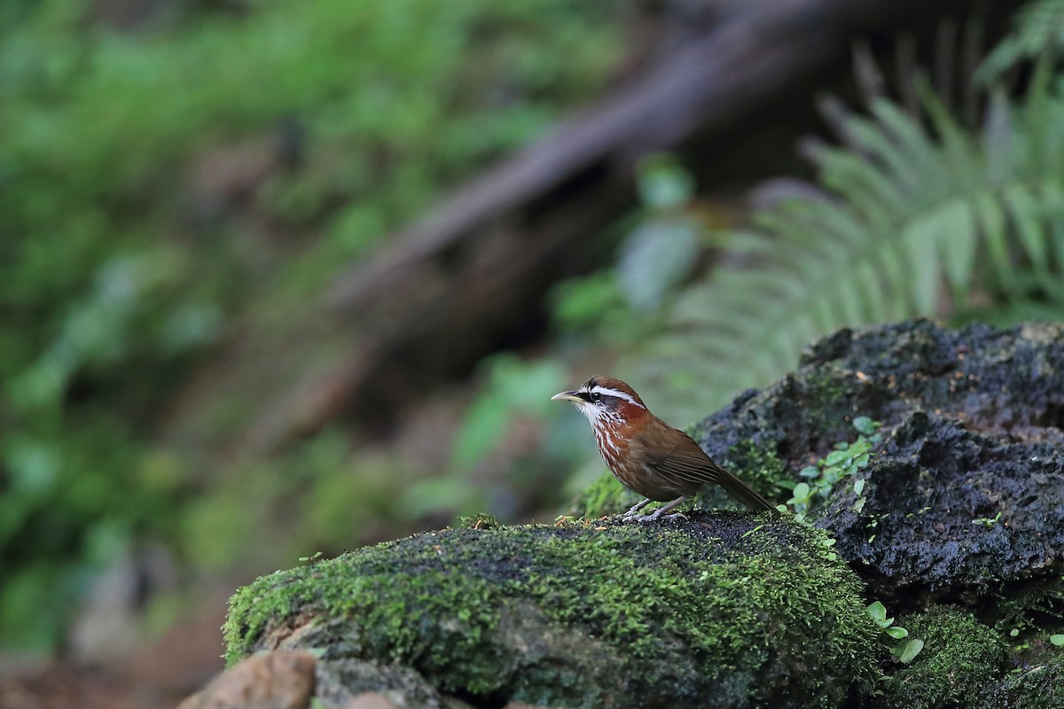 Streak-breasted Scimitar-Babbler - ML205615121