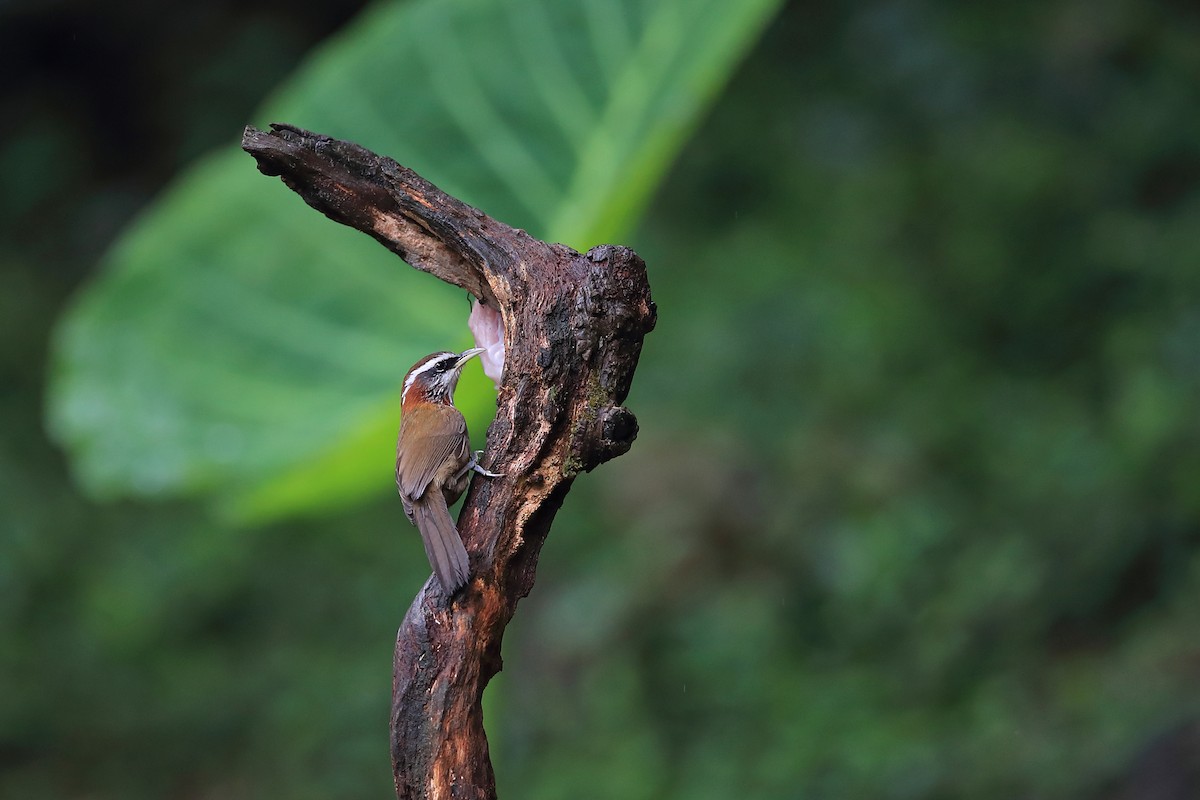 Streak-breasted Scimitar-Babbler - ML205615131