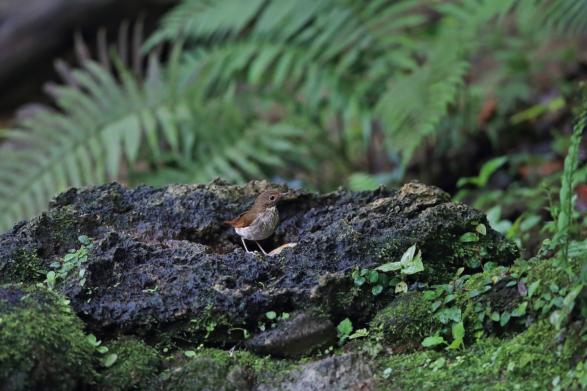 Rufous-tailed Robin - ML205615241