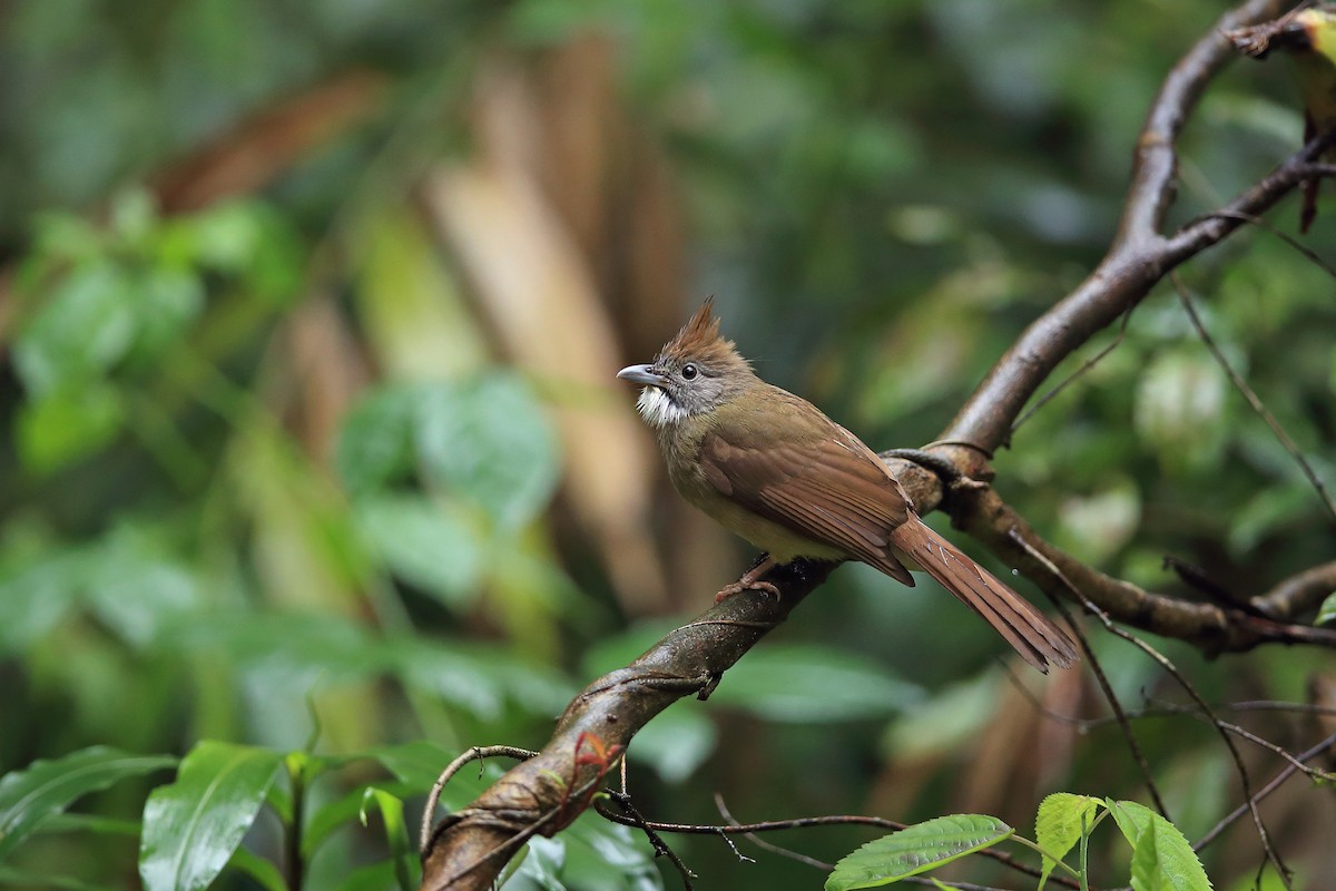 Bulbul pâle (groupe pallidus) - ML205615271