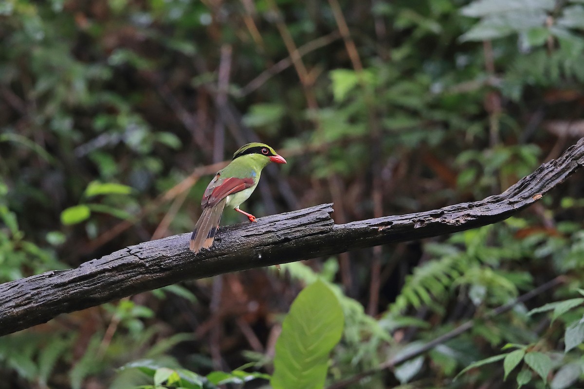 Indochinese Green-Magpie - ML205615361