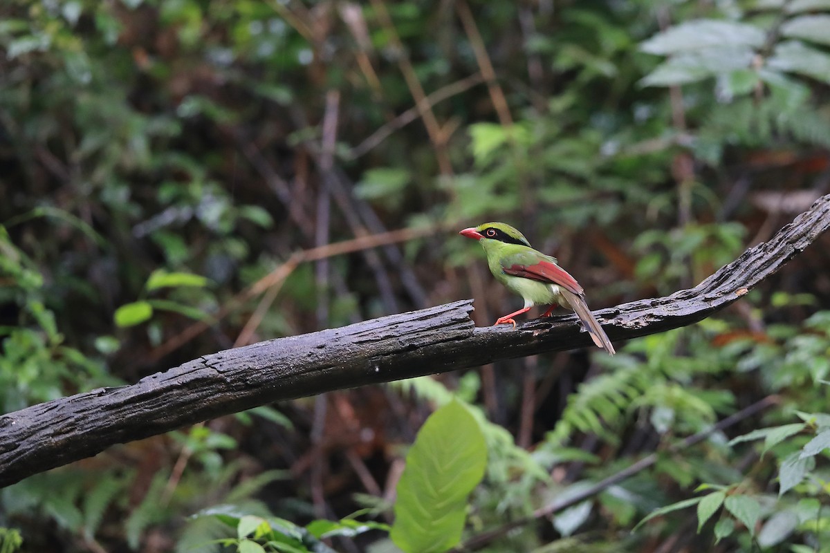 Indochinese Green-Magpie - Chun Fai LO