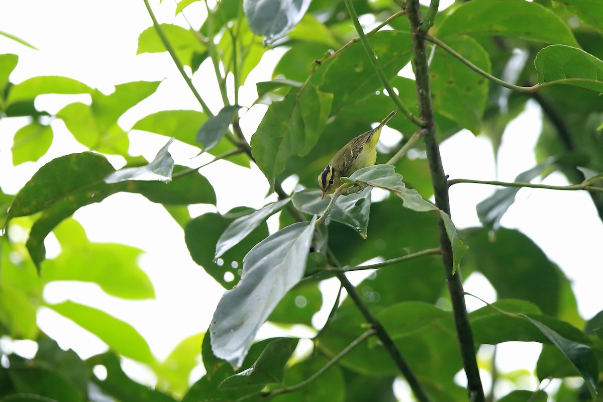 Limestone Leaf Warbler - ML205615381