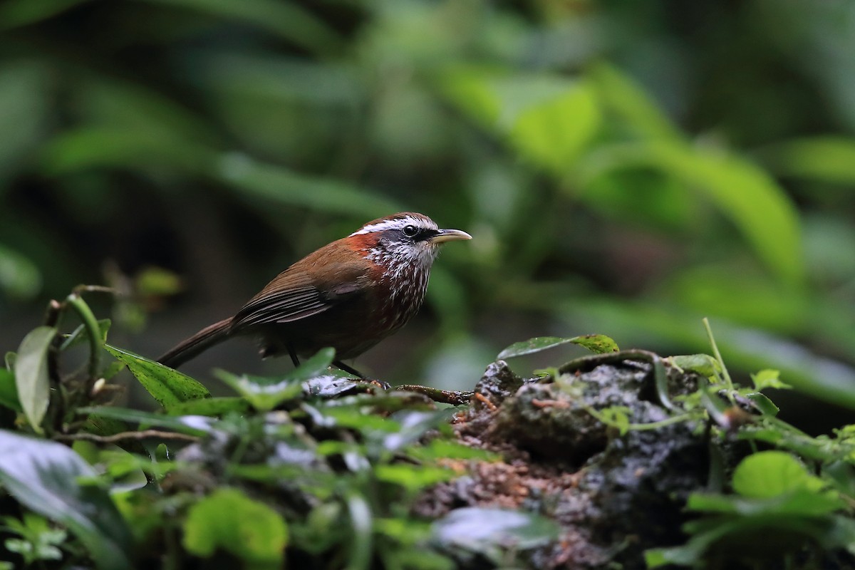 Streak-breasted Scimitar-Babbler - ML205615431