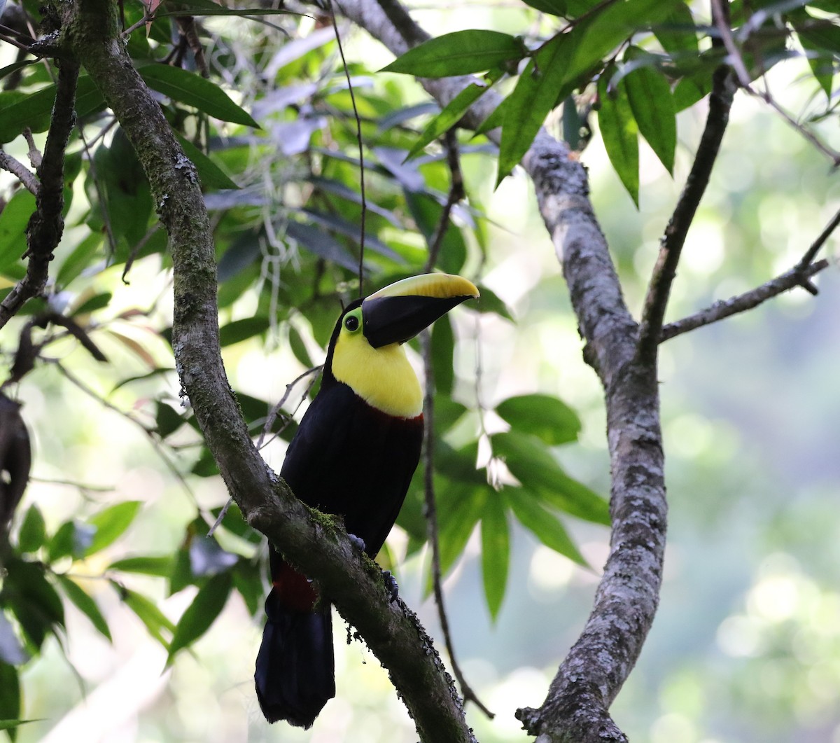 Shuya Chiba (千葉修也)  蝶画Toucan Bird (オオハシ) Shuya Chiba (千葉 修也) 蝶画
