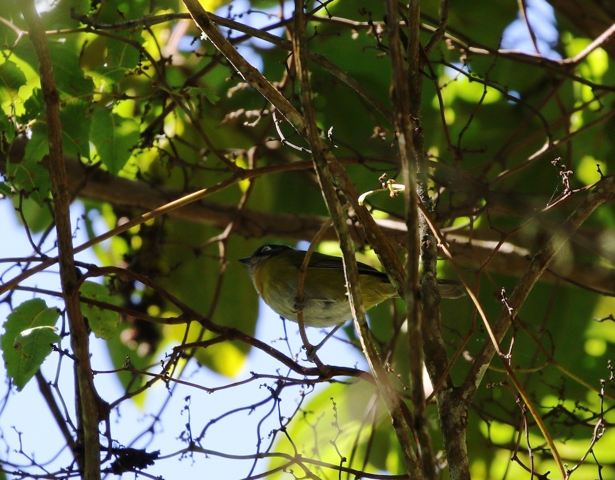 Common Chlorospingus (Venezuela) - ML205615631