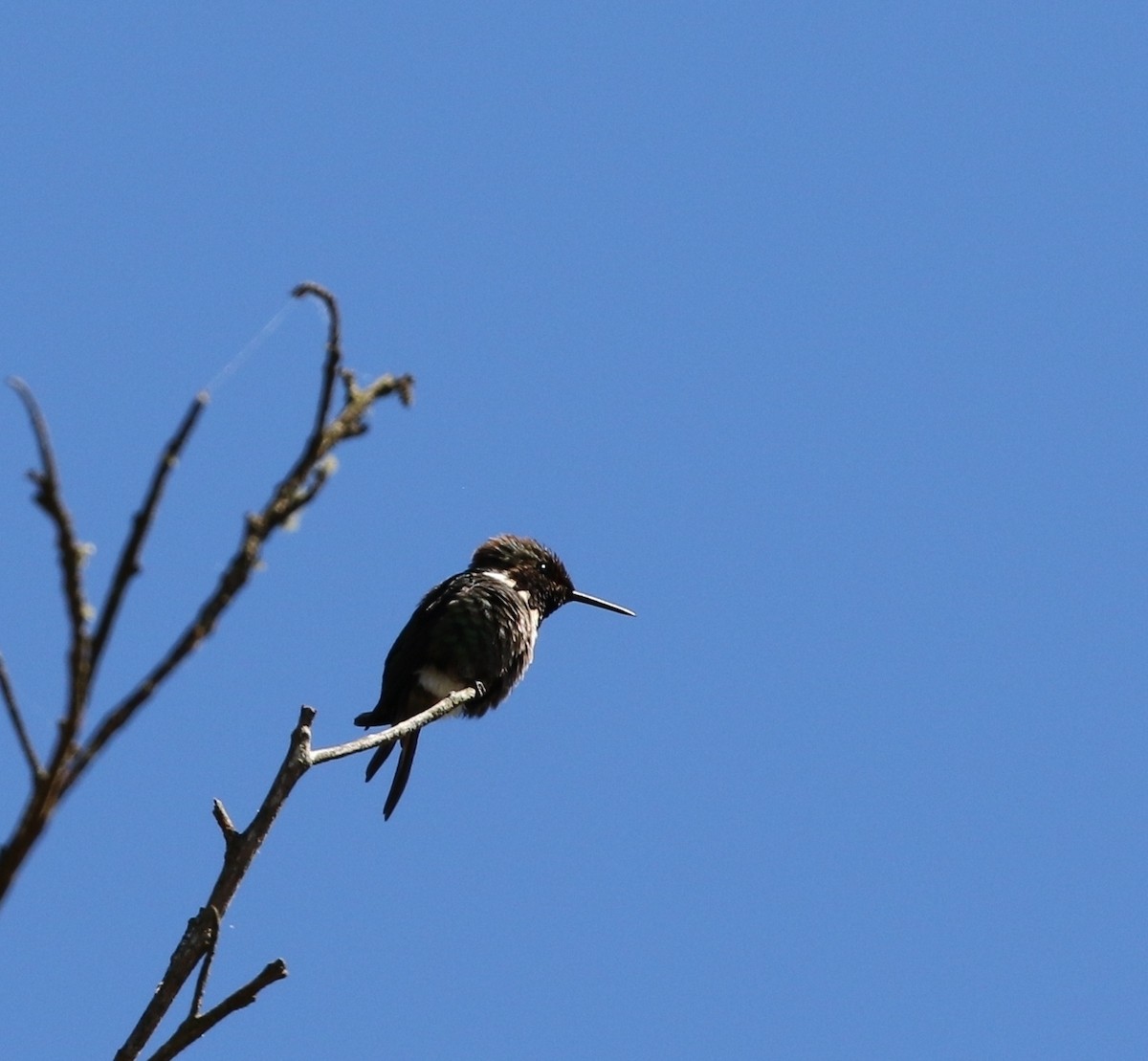 Colibrí de Jourdan - ML205615641