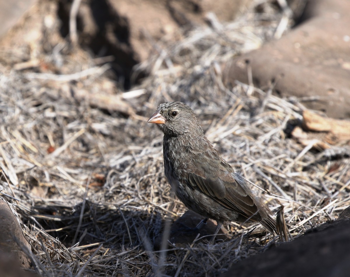 Small Ground-Finch - ML205615811