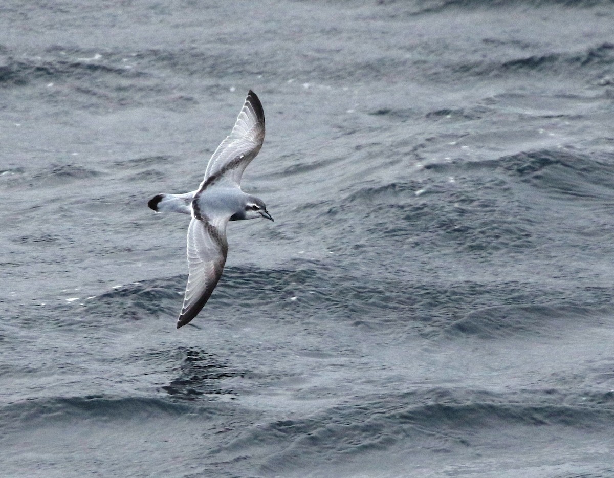 Antarctic Prion - ML205616561