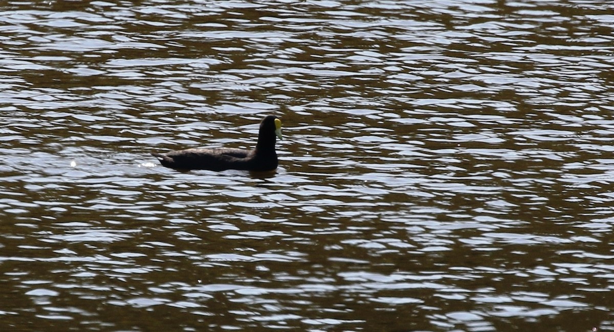 Foulque leucoptère - ML205616871