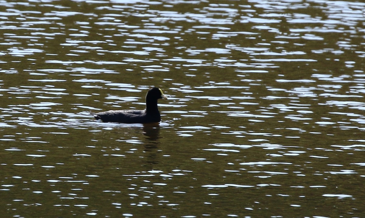 Foulque leucoptère - ML205616881