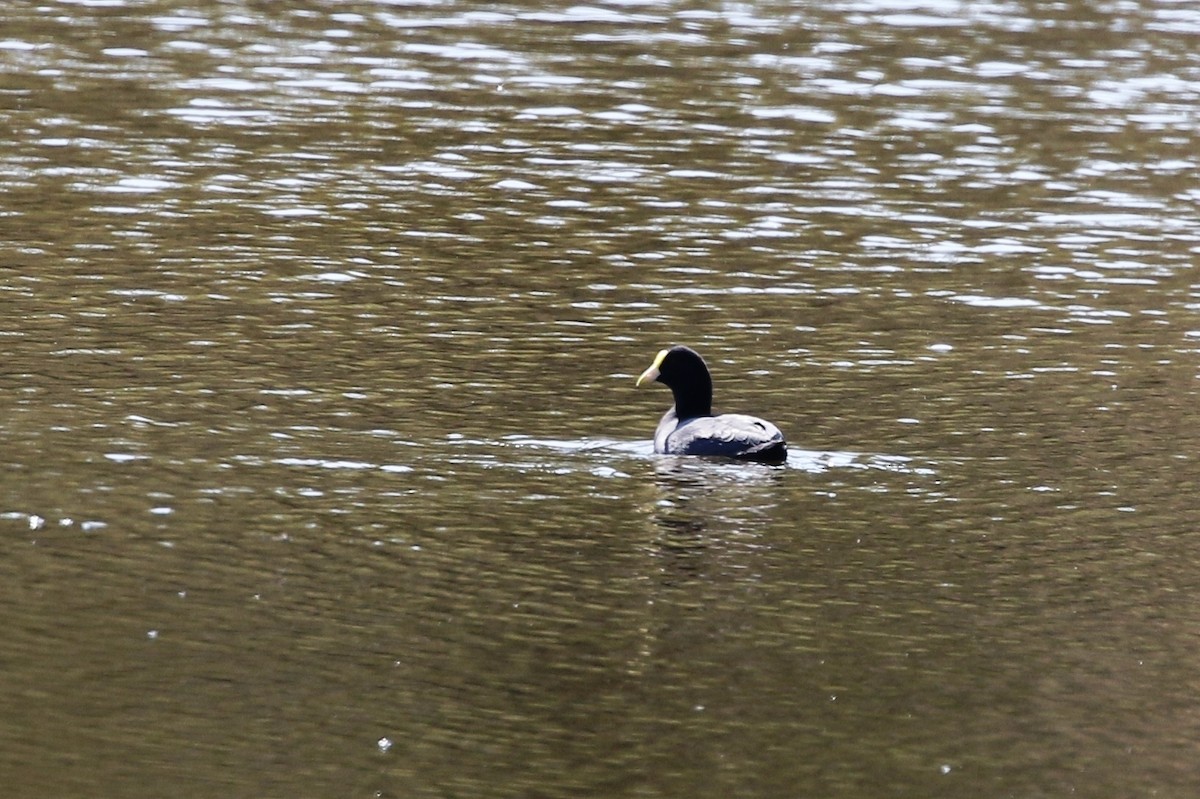 Foulque leucoptère - ML205616891