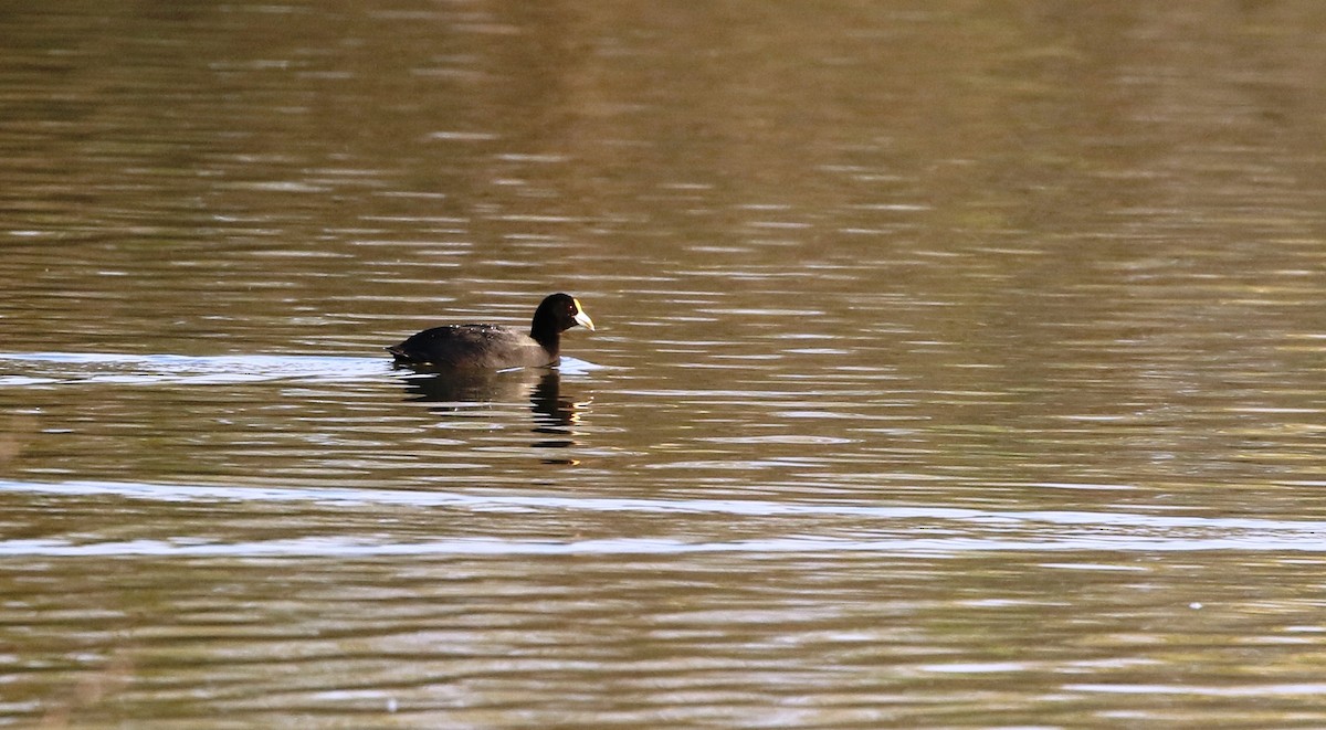 Foulque leucoptère - ML205617001