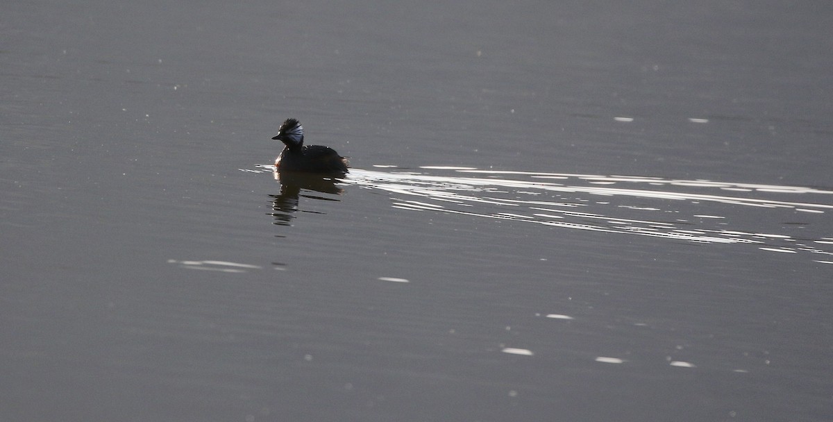 White-tufted Grebe - ML205617021