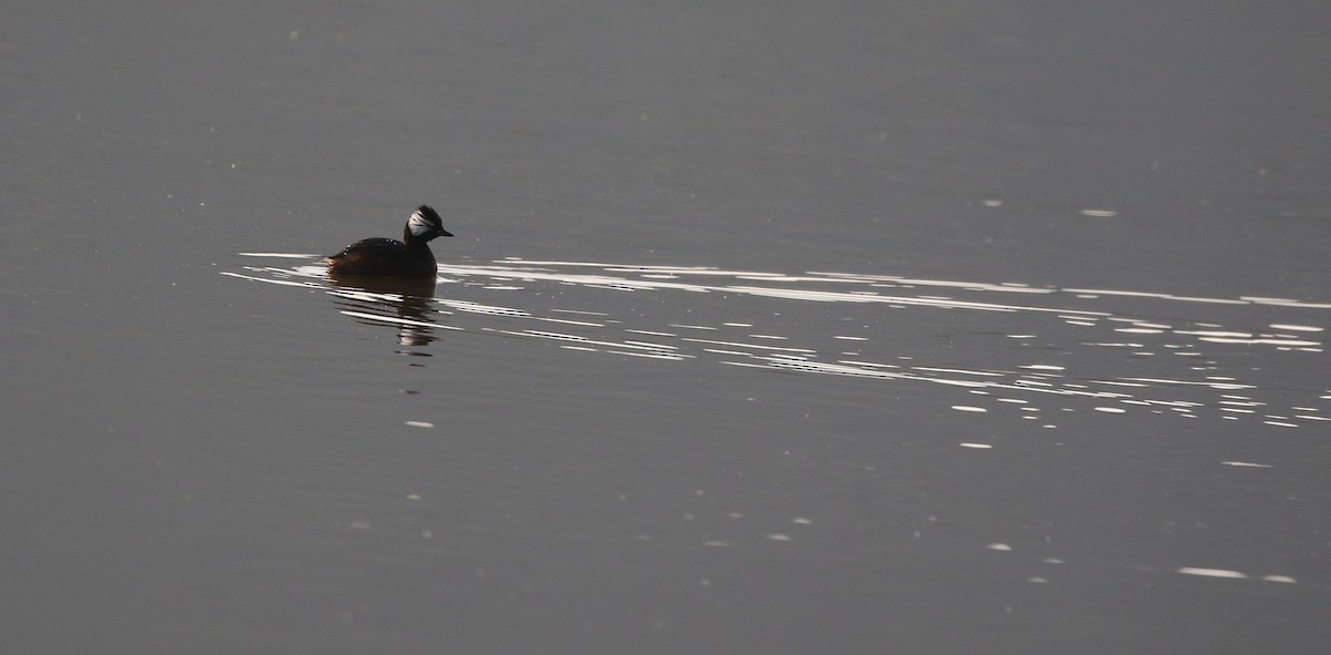 White-tufted Grebe - ML205617031