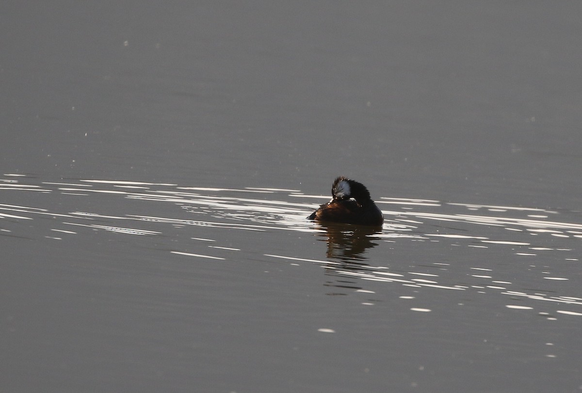 White-tufted Grebe - ML205617041