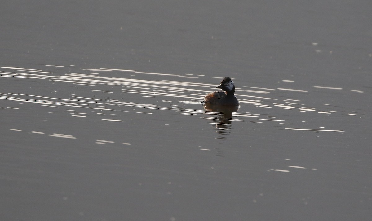 White-tufted Grebe - ML205617051