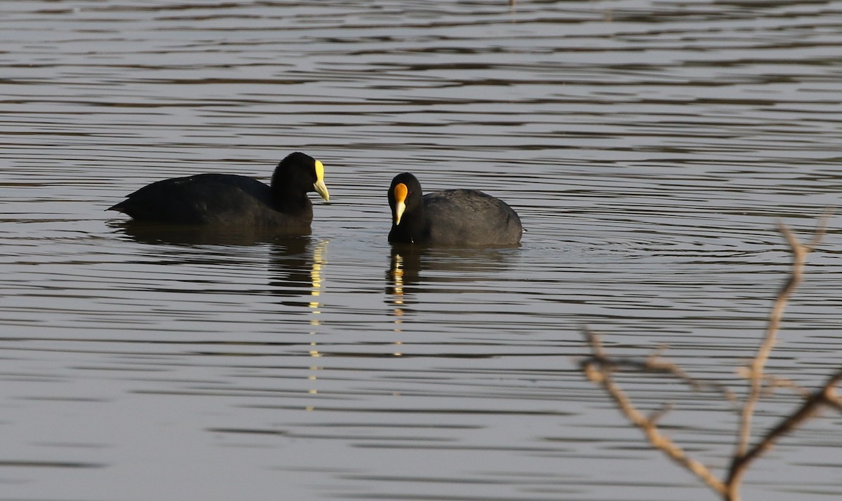 Foulque leucoptère - ML205617101