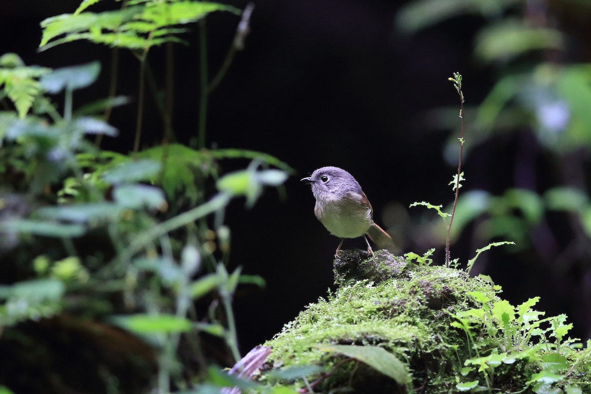 David's Fulvetta - ML205617491