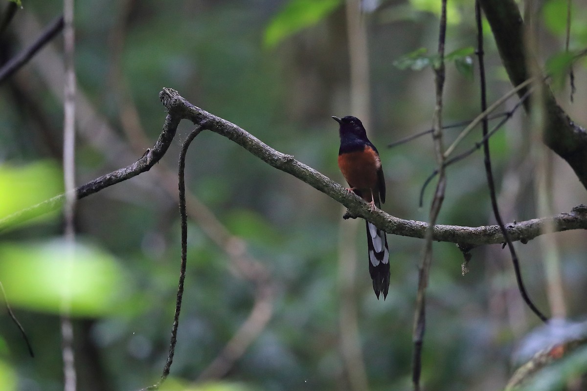 White-rumped Shama (White-rumped) - ML205617501