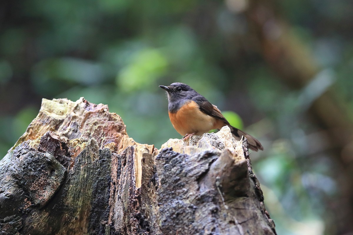 White-rumped Shama (White-rumped) - ML205617621