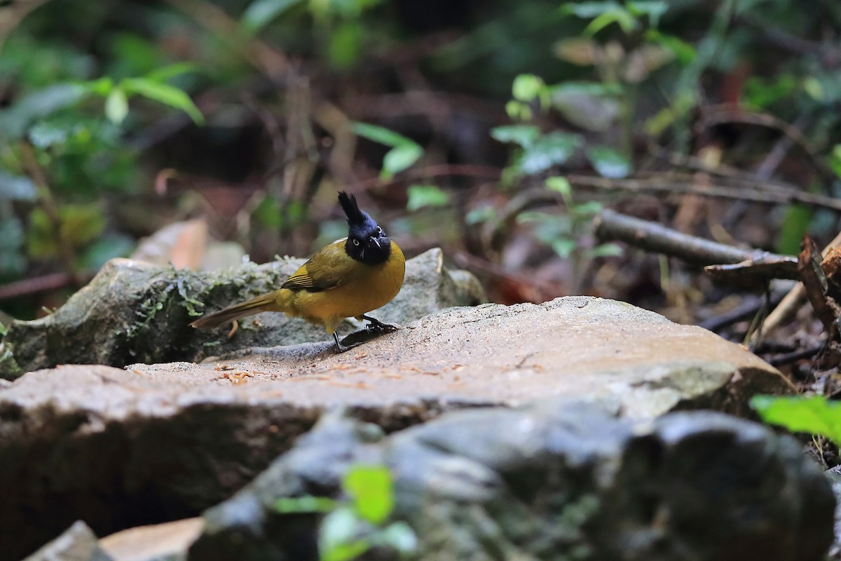 Bulbul à huppe noire - ML205617721